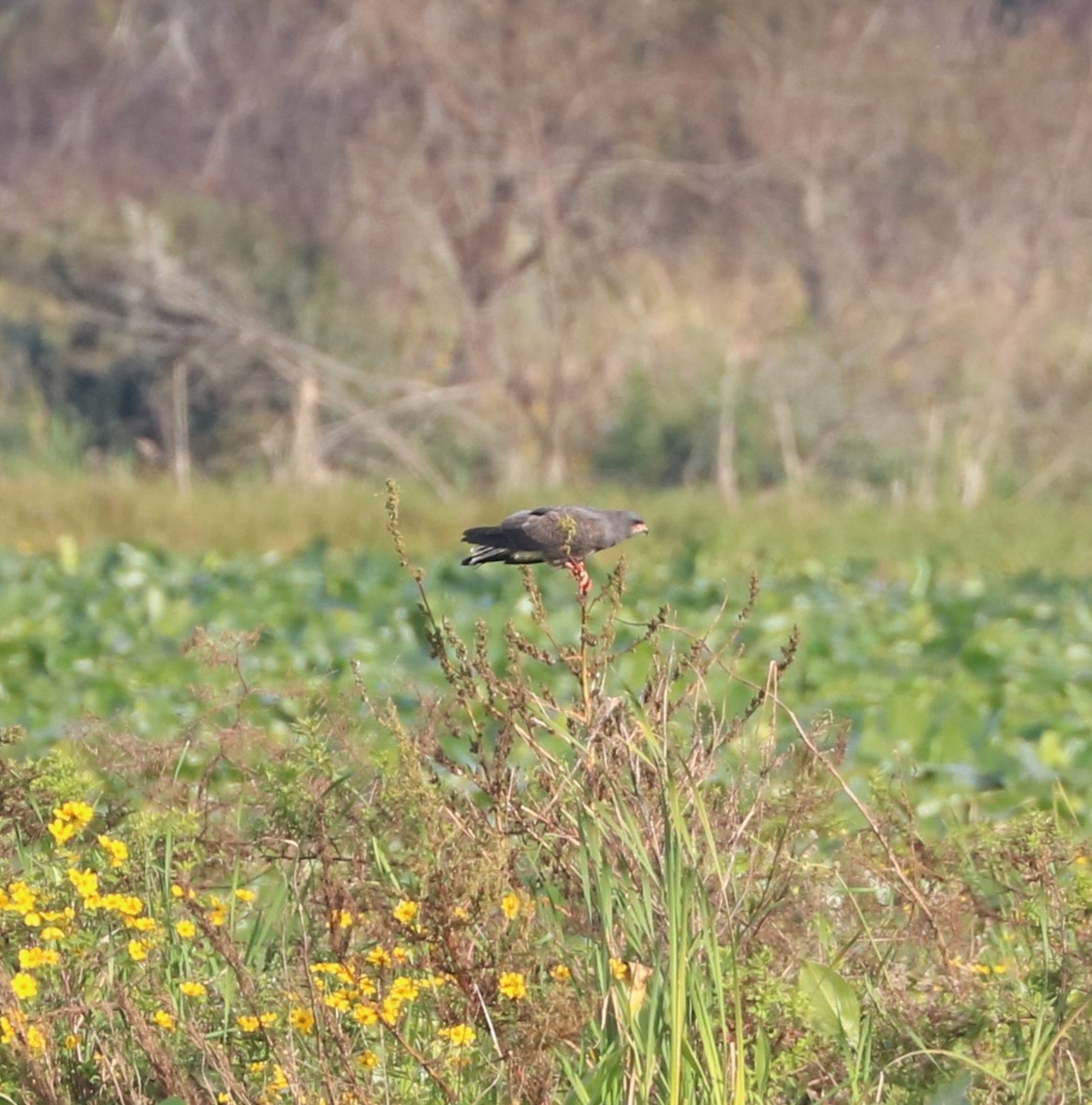 Snail Kite - ML646623736