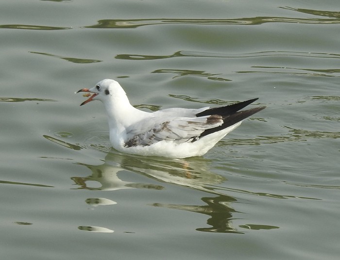 Karabaş Martı - ML646623740