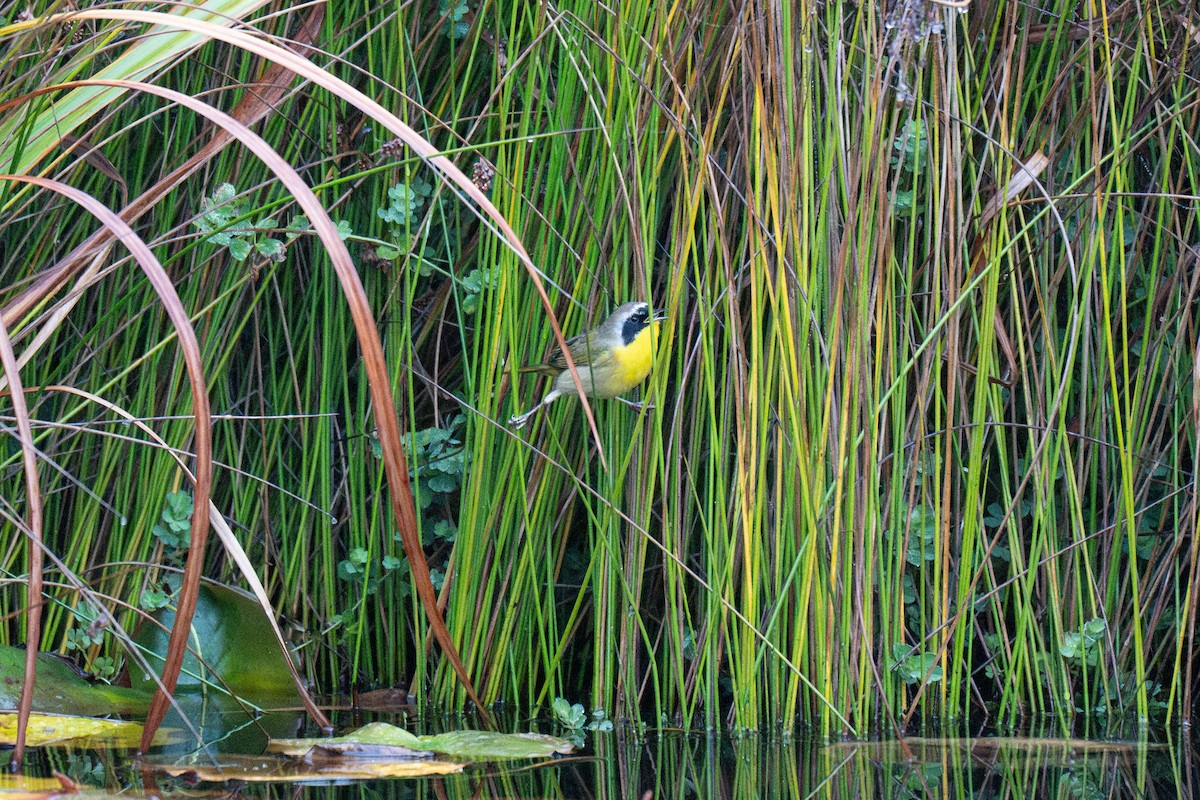 Paruline masquée - ML646623741