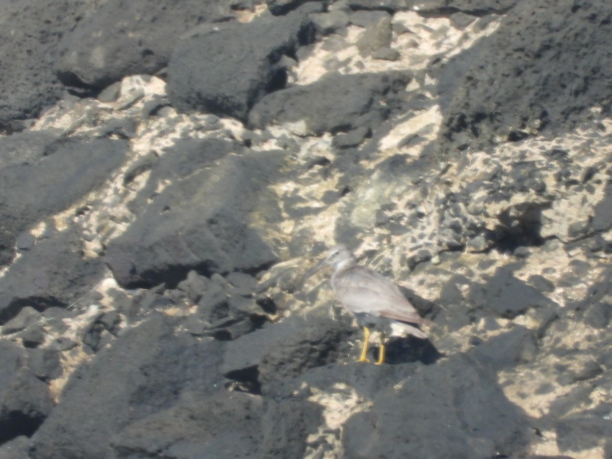 Wandering Tattler - ML646623742