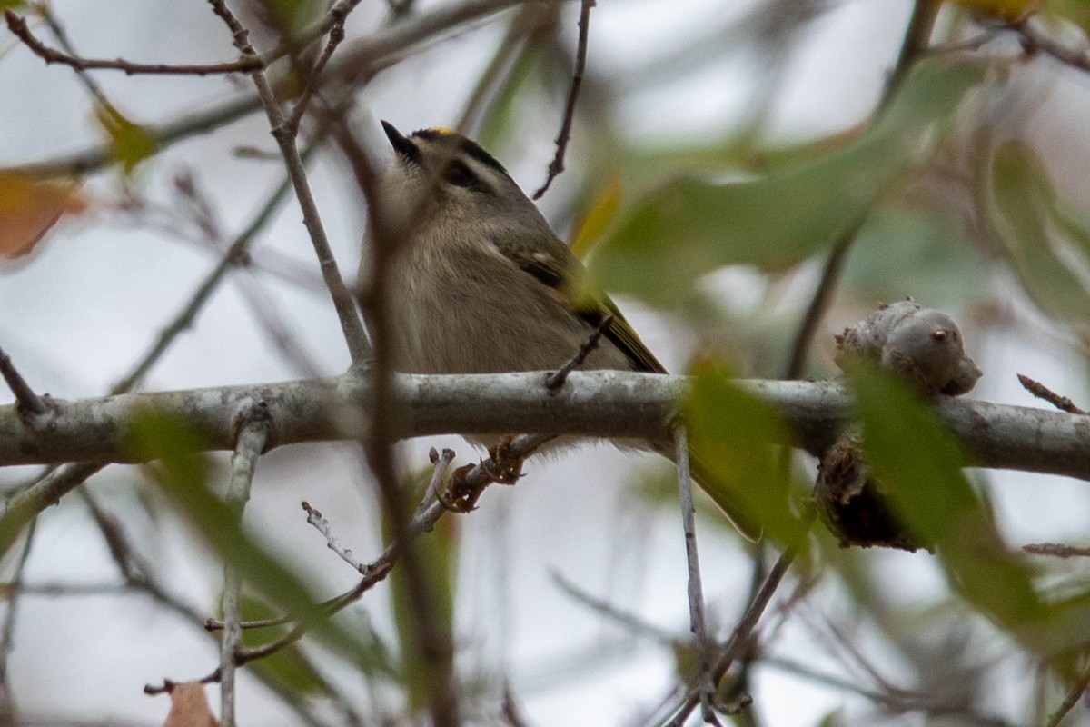 Sarı Taçlı Çalıkuşu - ML646623743