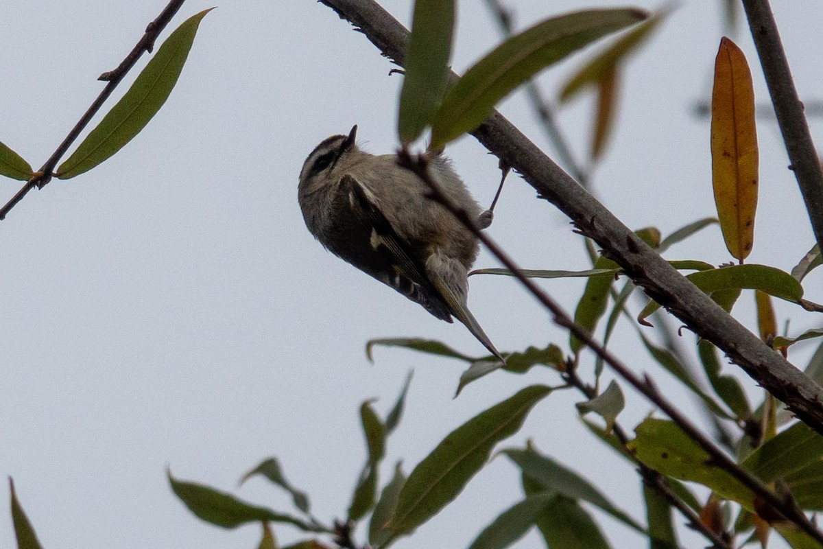 Sarı Taçlı Çalıkuşu - ML646623744