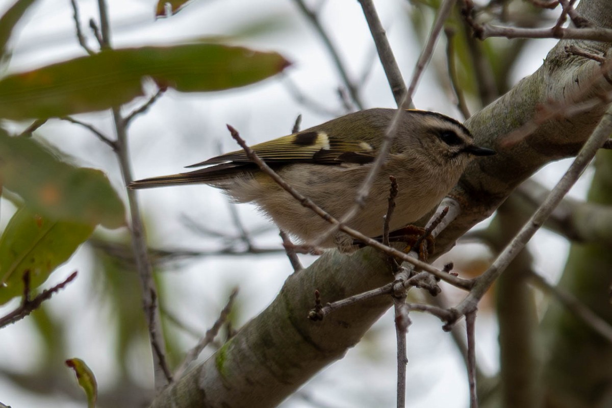 Sarı Taçlı Çalıkuşu - ML646623745