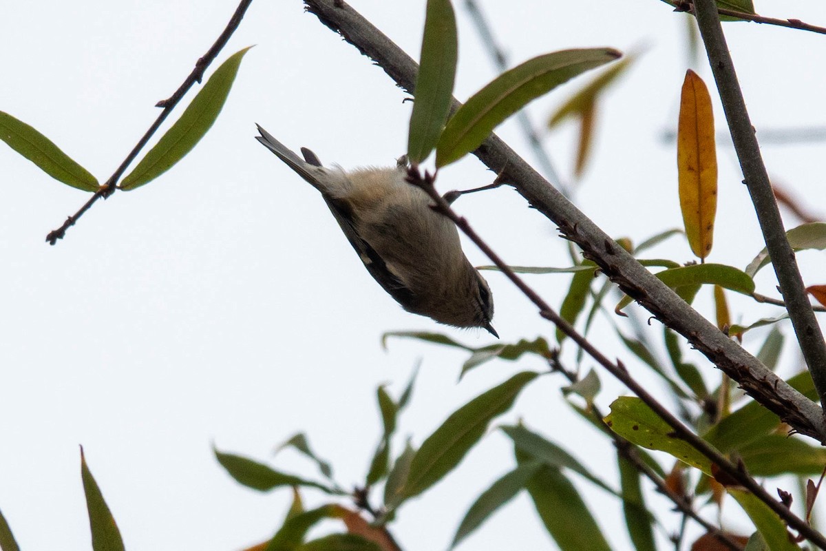 Sarı Taçlı Çalıkuşu - ML646623746