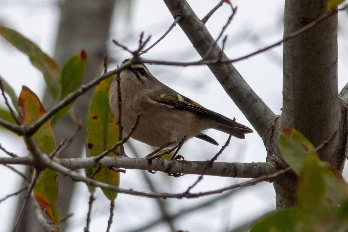 Sarı Taçlı Çalıkuşu - ML646623747