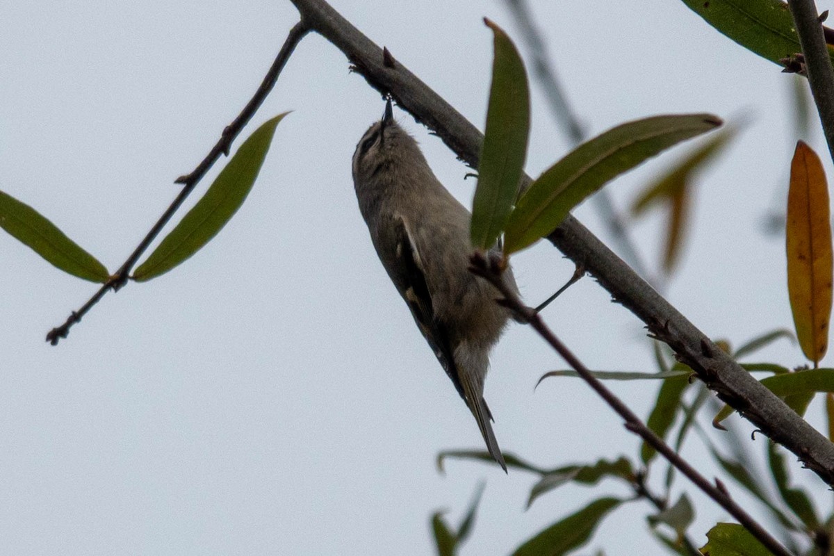 Sarı Taçlı Çalıkuşu - ML646623748