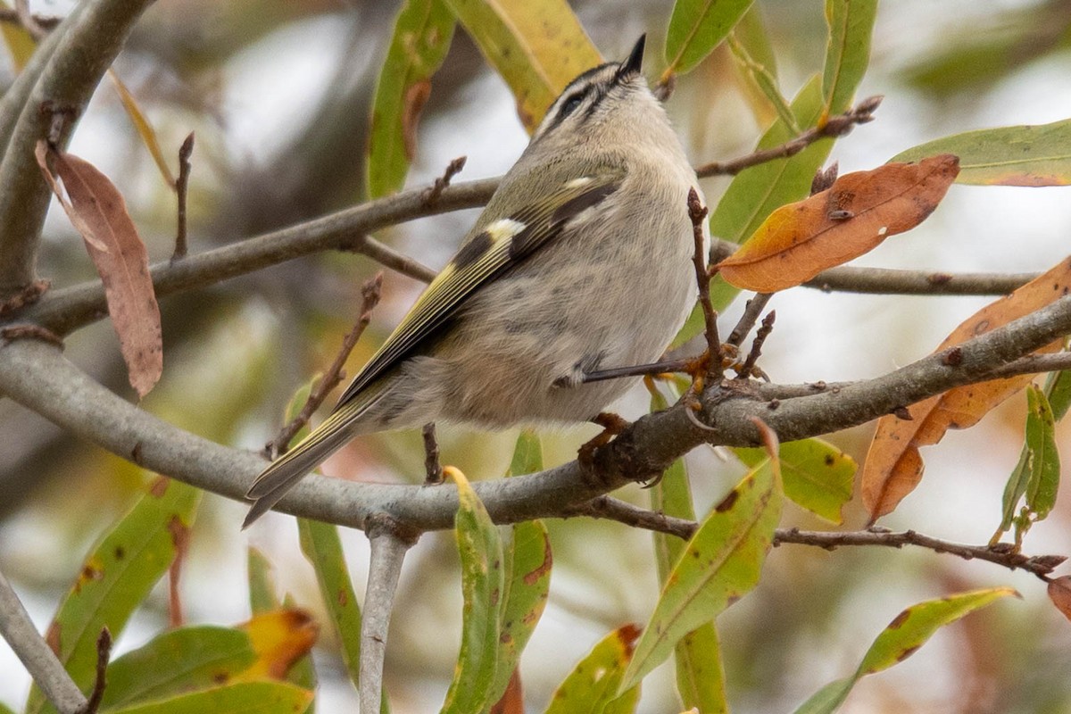 Sarı Taçlı Çalıkuşu - ML646623749
