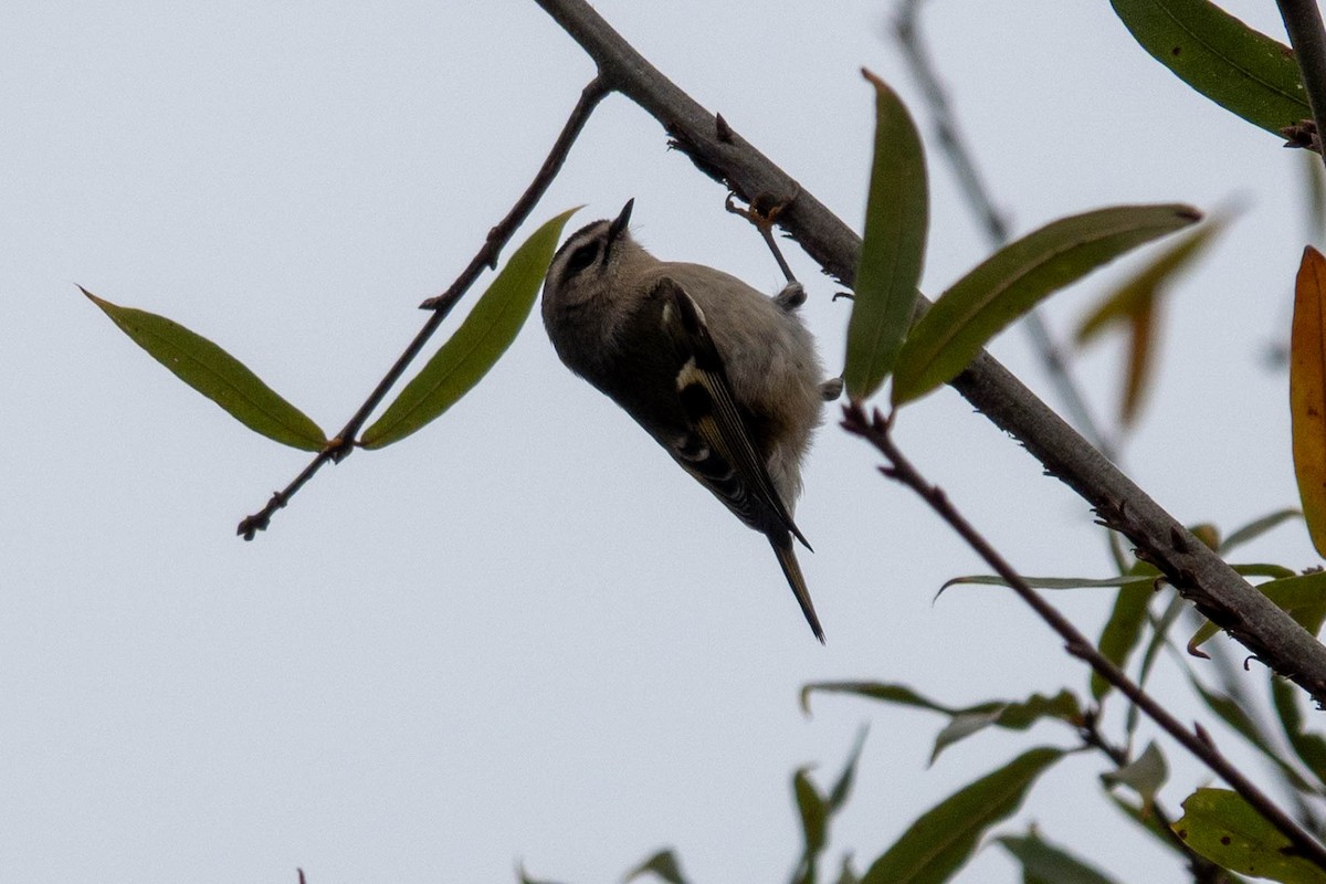 Sarı Taçlı Çalıkuşu - ML646623750