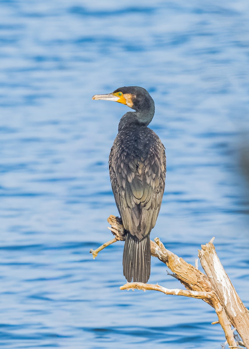 Great Cormorant - ML646623751