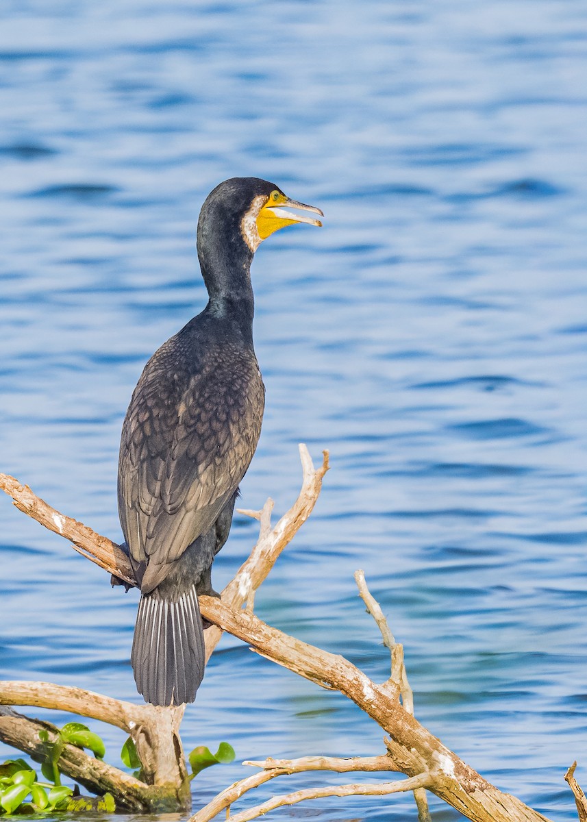 Great Cormorant - ML646623752