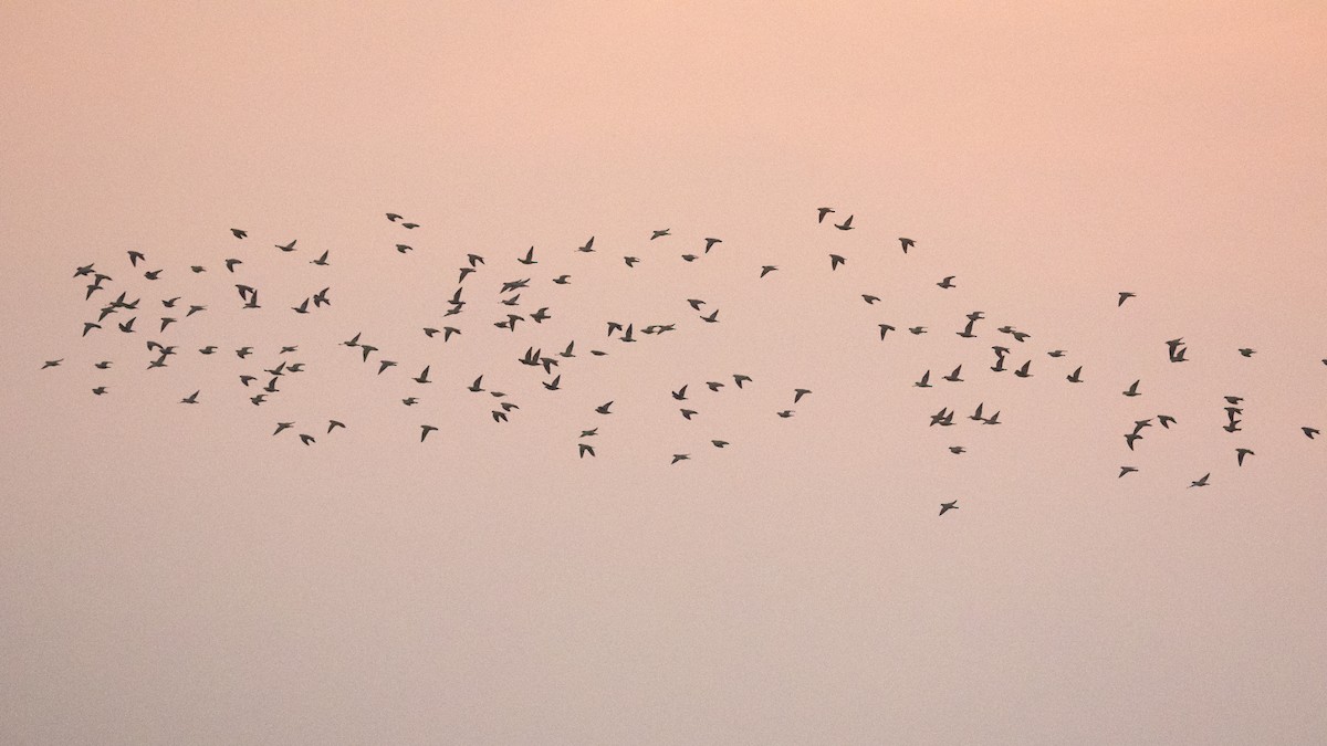 キアシアオバト - ML646623754