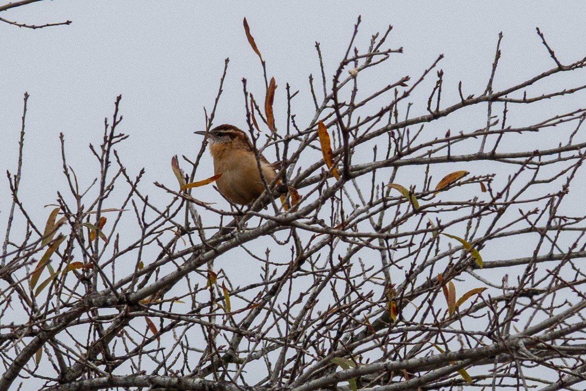 Karolina Çıtkuşu - ML646623755