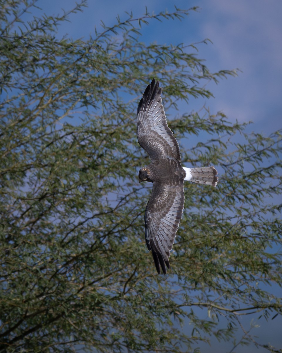 Лунь американський - ML646623756