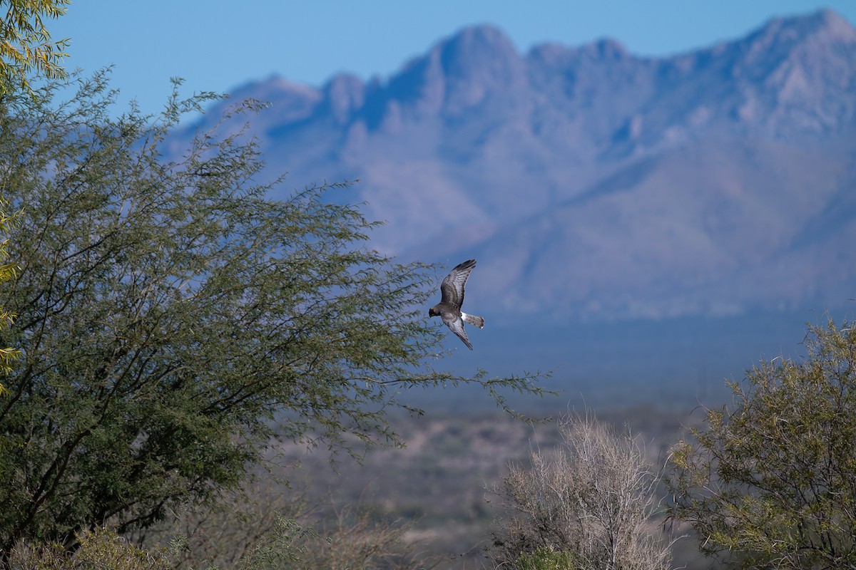 Лунь американський - ML646623757