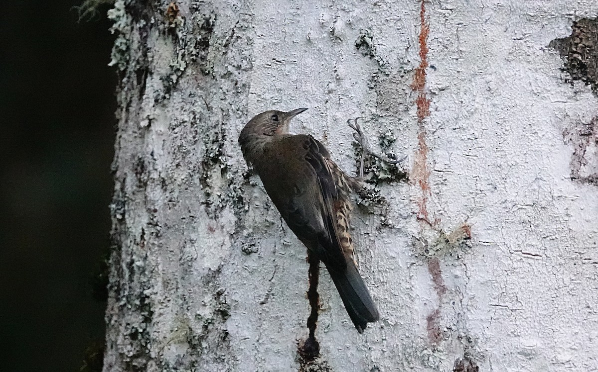 White-throated Treecreeper (Little) - ML646623758