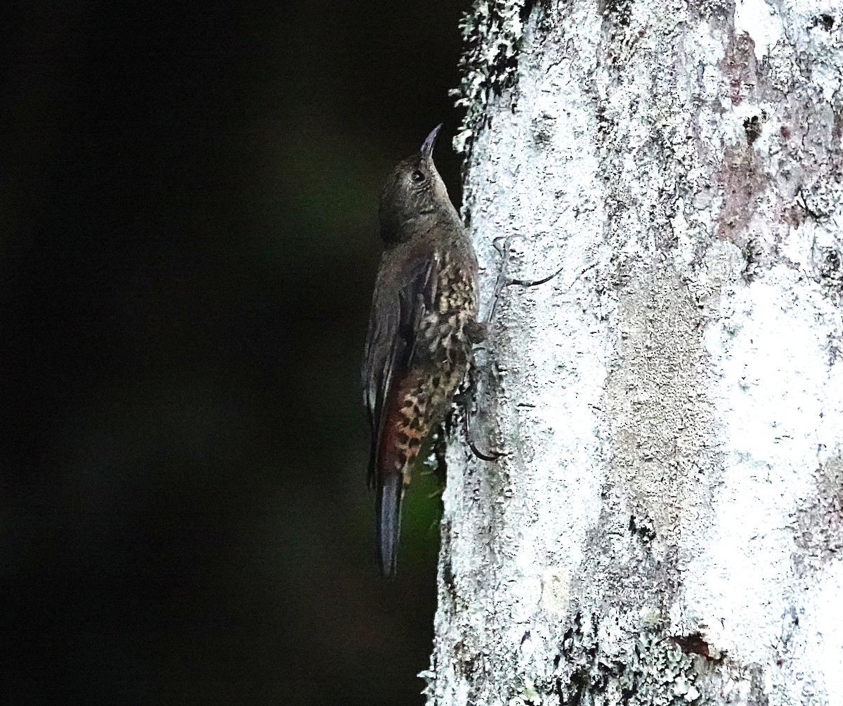 White-throated Treecreeper (Little) - ML646623759