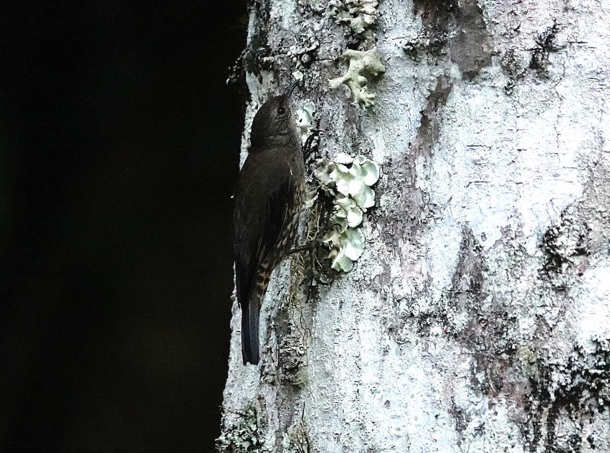 White-throated Treecreeper (Little) - ML646623760