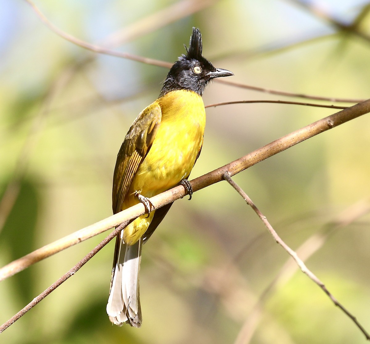 Black-crested Bulbul - ML646623761