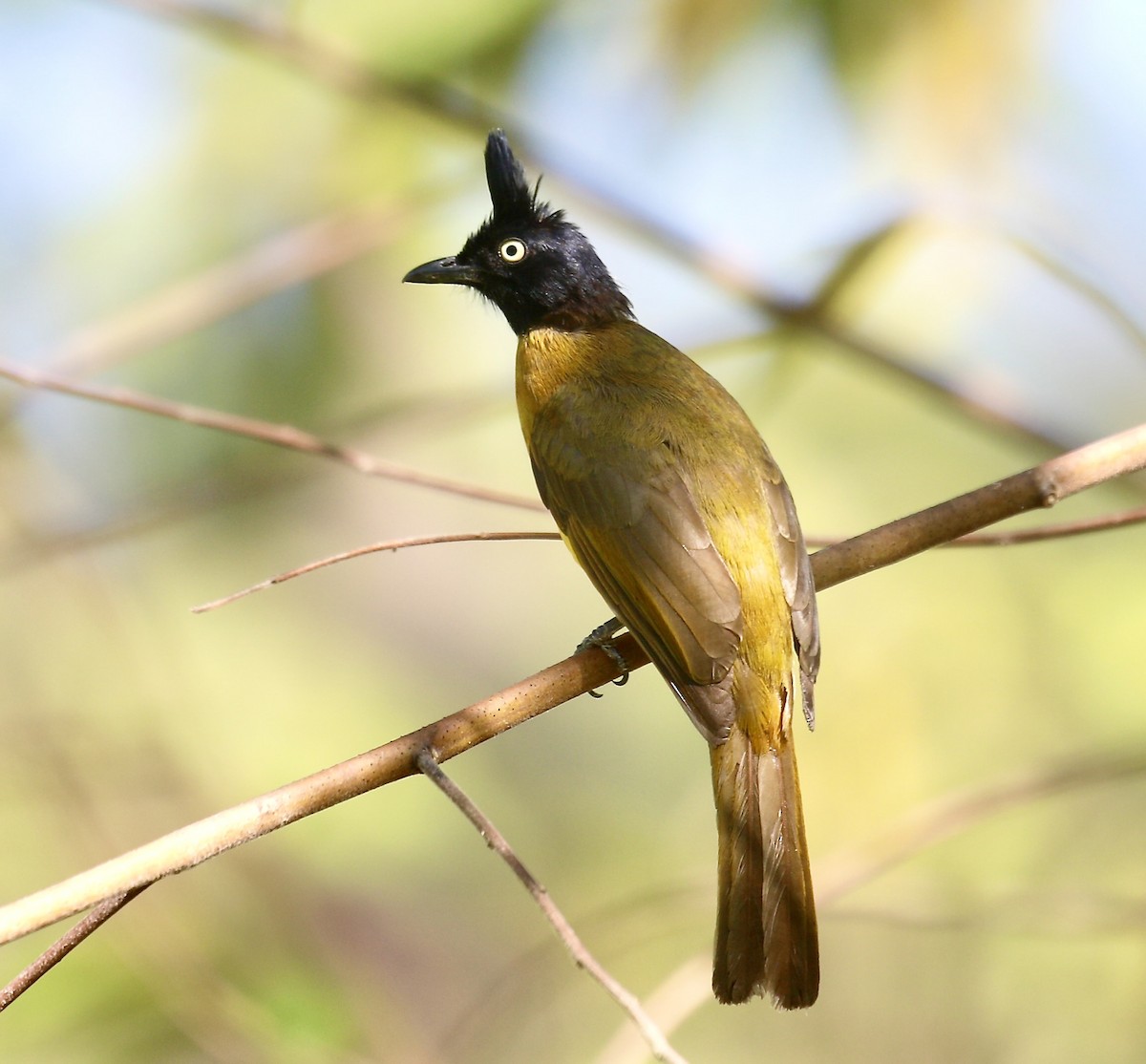 Black-crested Bulbul - ML646623762