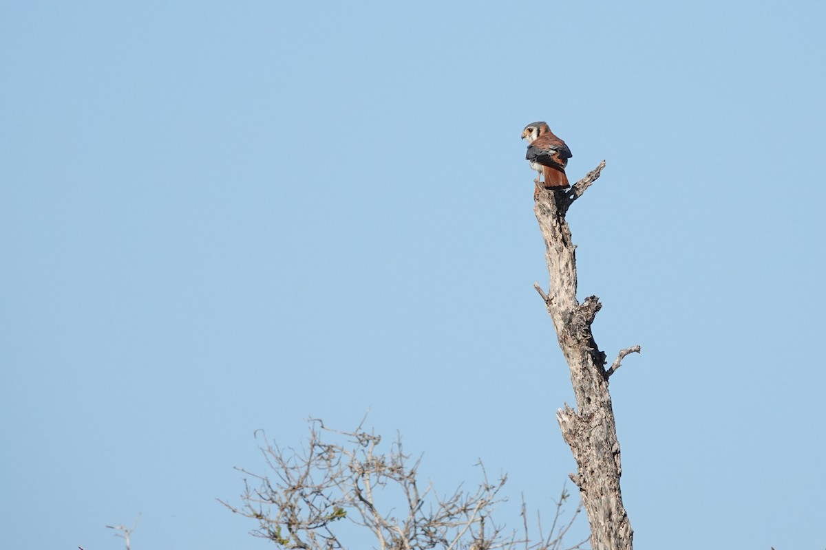 American Kestrel - ML646623764