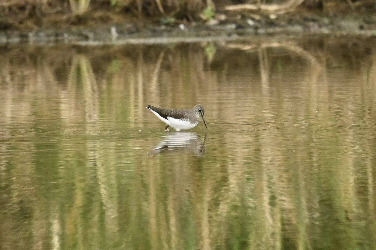 Green Sandpiper - ML646623770