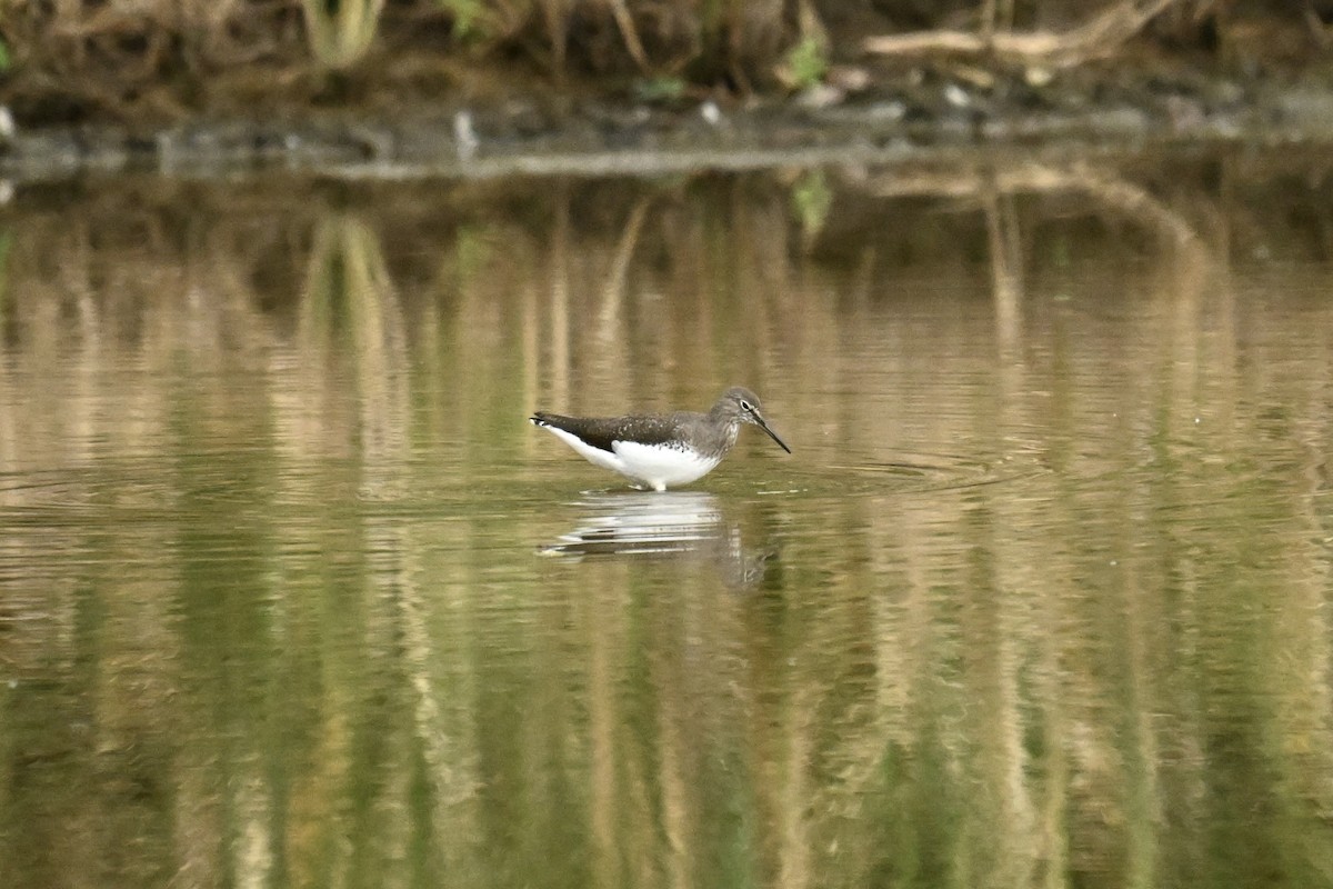 Green Sandpiper - ML646623771