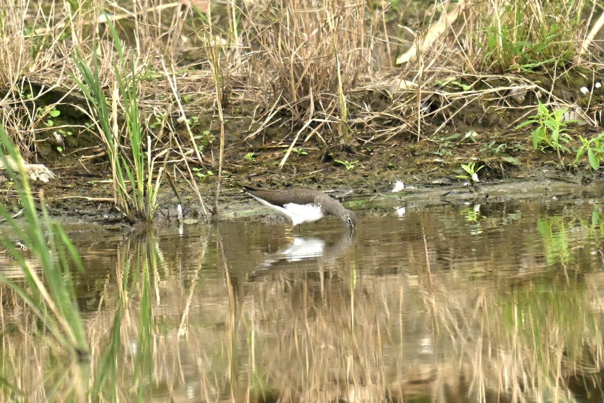 Green Sandpiper - ML646623772