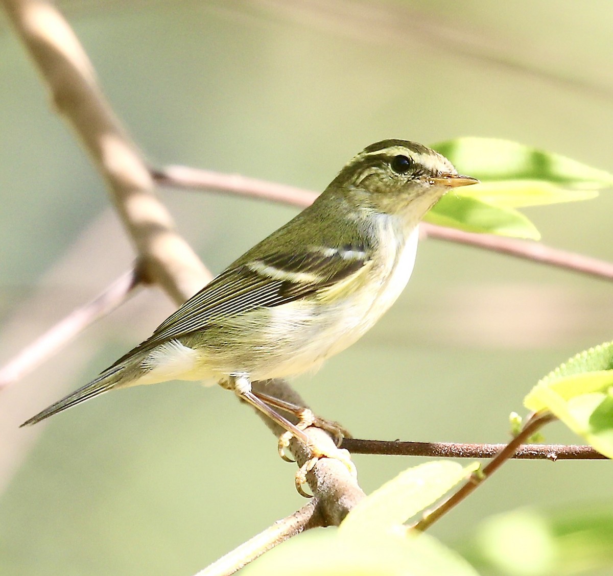 Yellow-browed Warbler - ML646623773