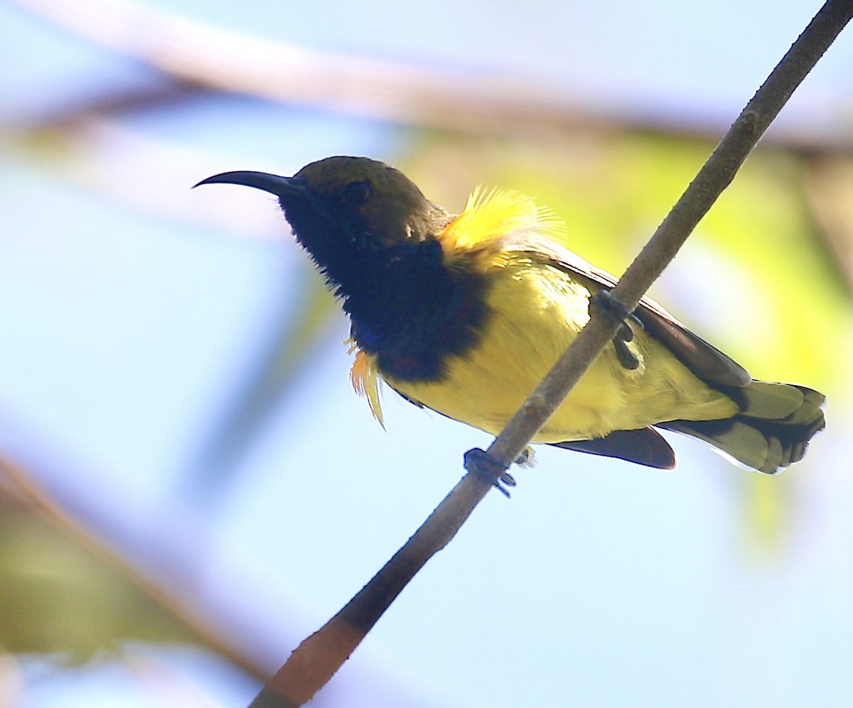 Ornate Sunbird - ML646623775