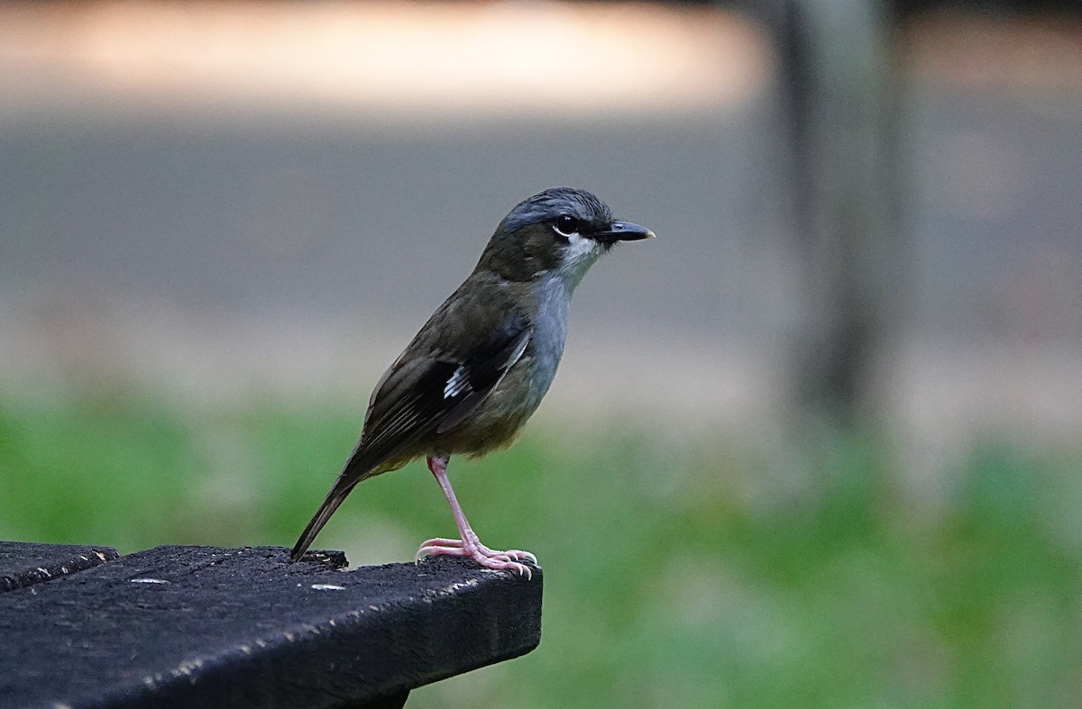 Gray-headed Robin - ML646623777