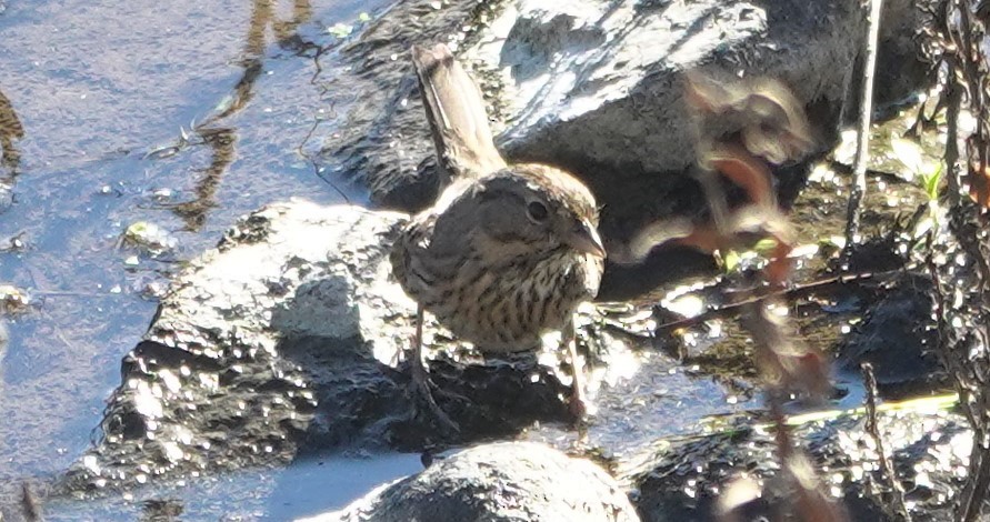 Lincoln's Sparrow - ML646623779