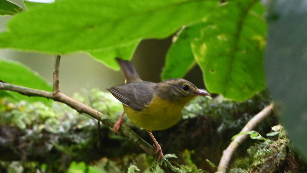 Golden-crowned Warbler - ML646623780