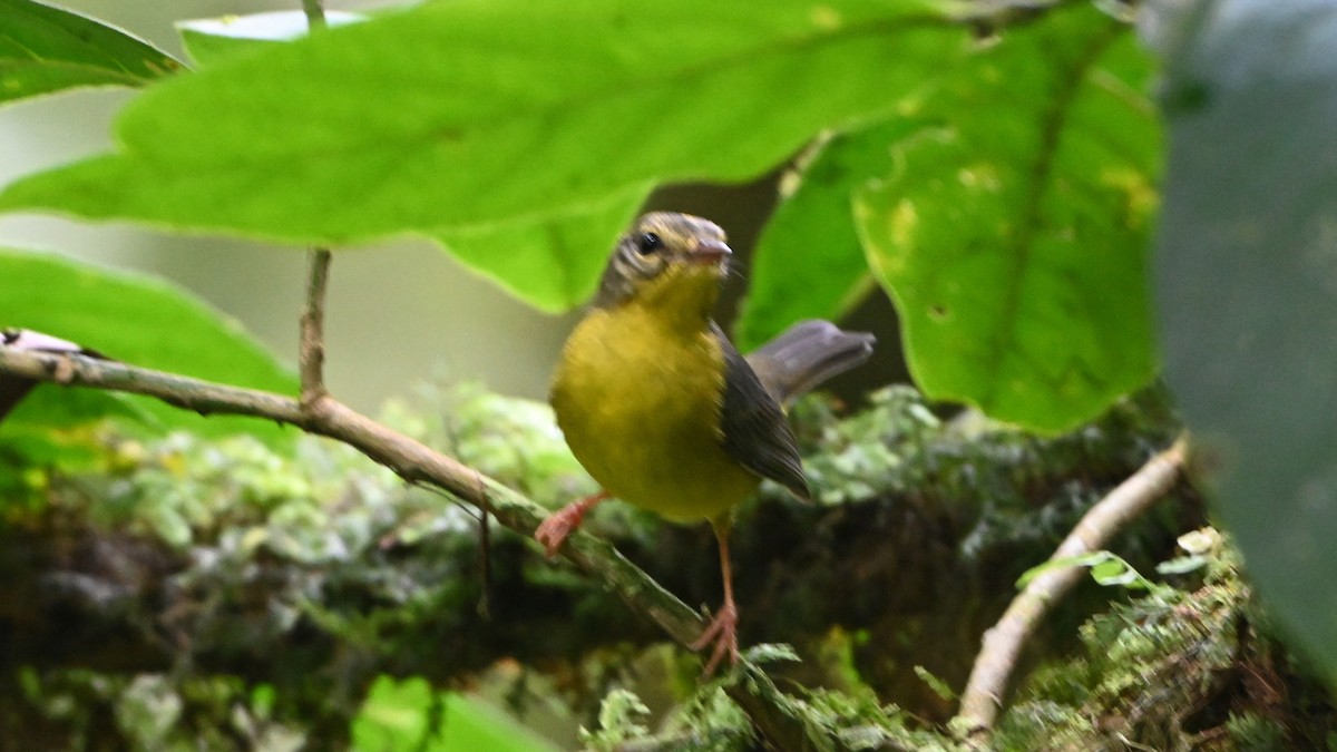 Golden-crowned Warbler - ML646623781