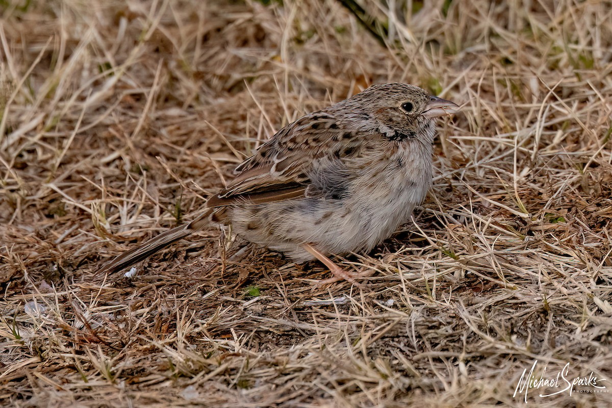 Cassin's Sparrow - ML646623784