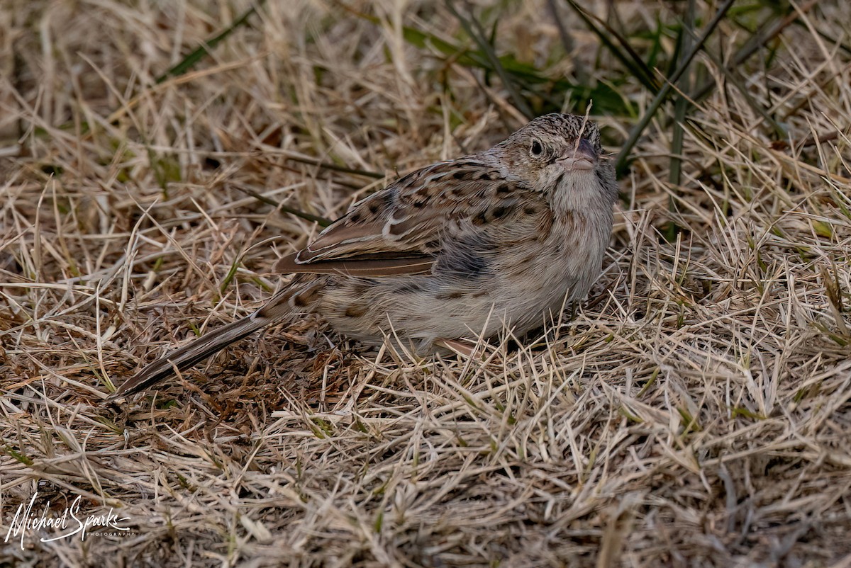 Cassin's Sparrow - ML646623785