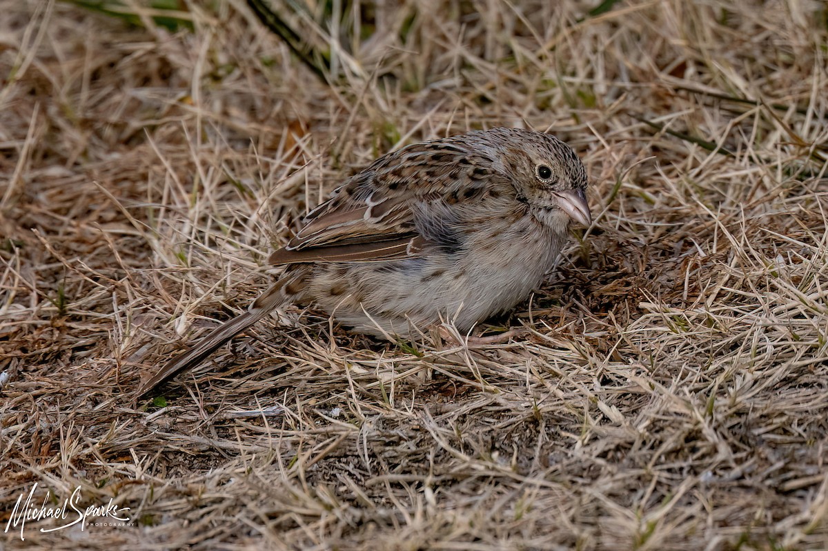 Cassin's Sparrow - ML646623786