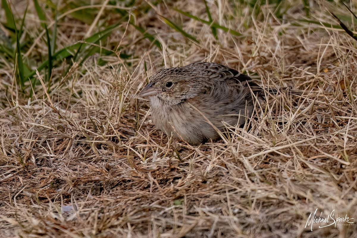 Cassin's Sparrow - ML646623787