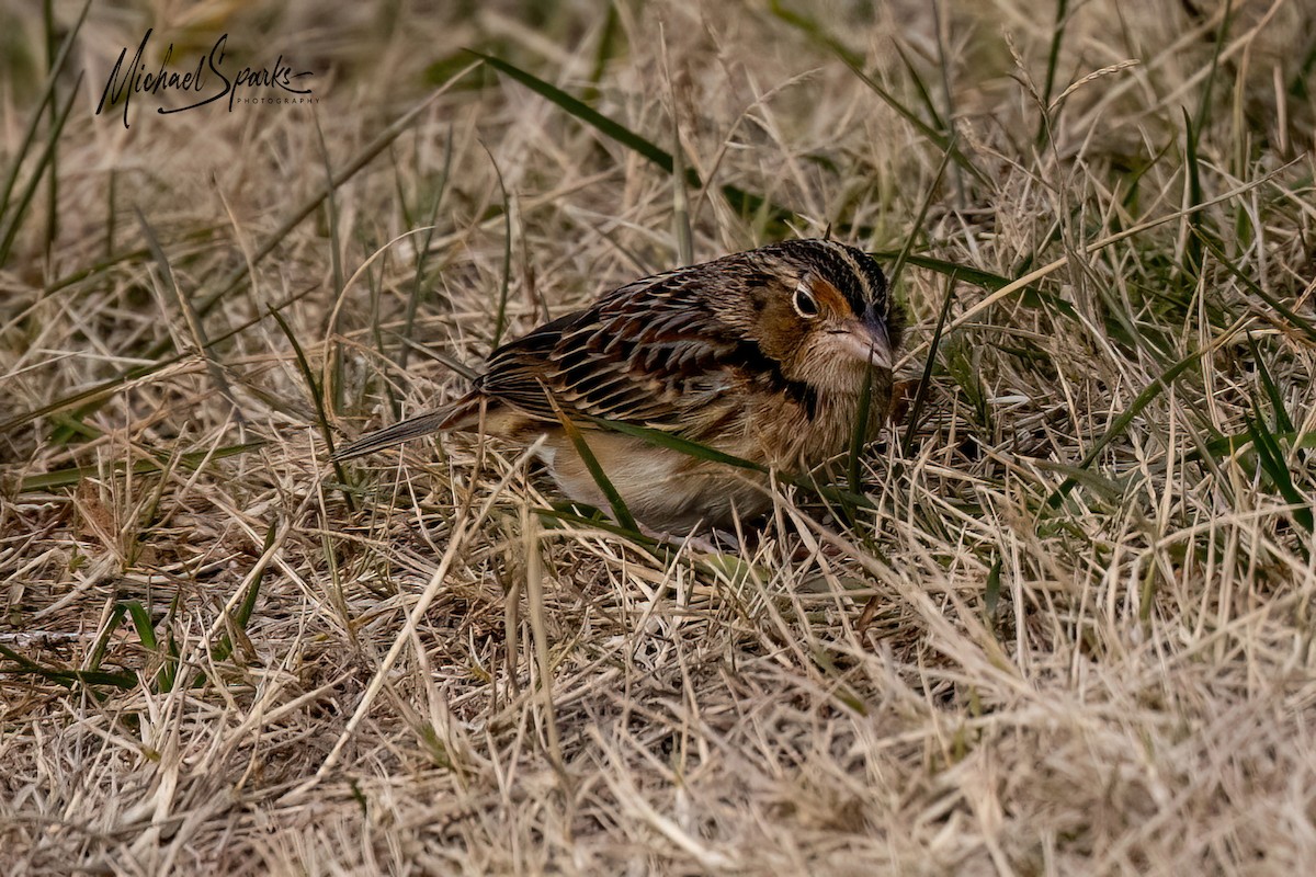 Grasshopper Sparrow - ML646623788
