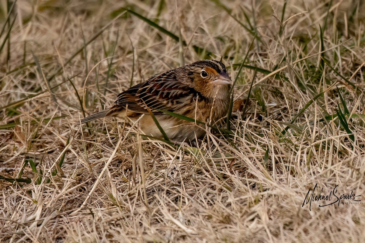 Grasshopper Sparrow - ML646623789