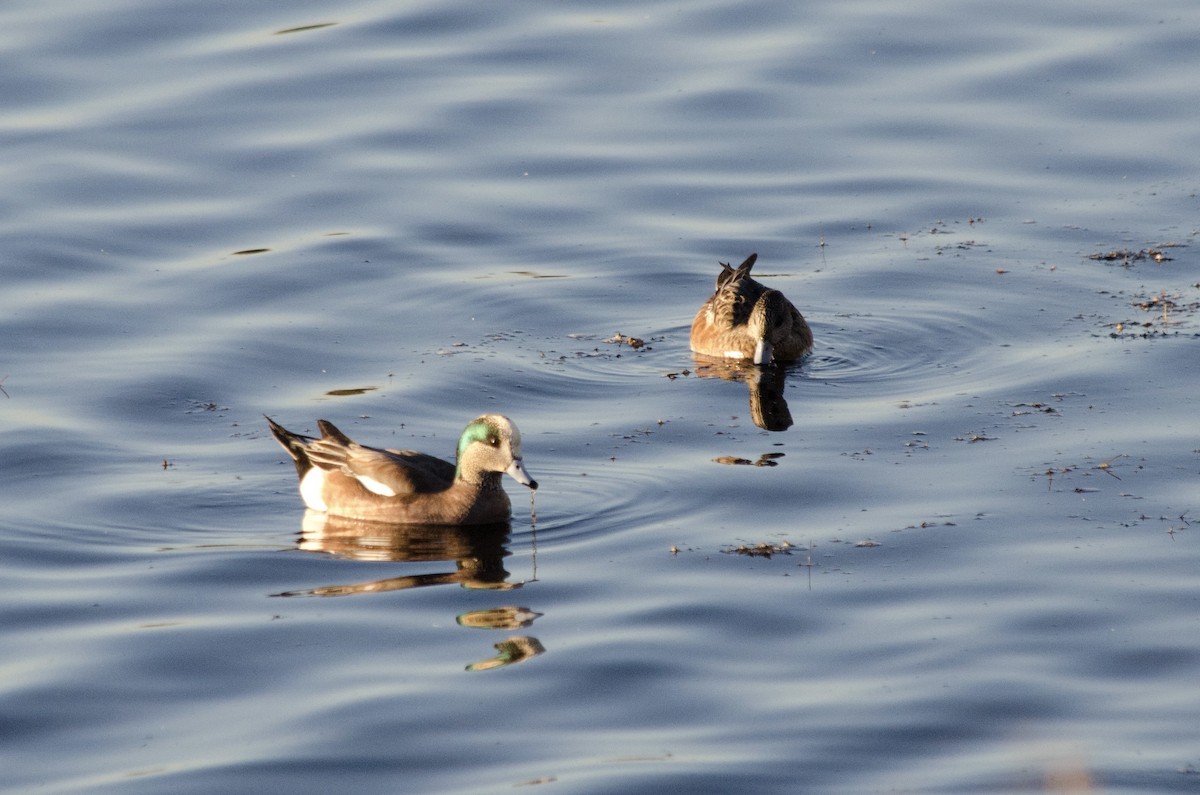 Silbón Americano - ML646623791