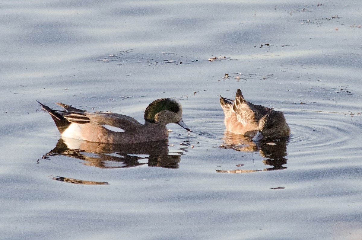 Silbón Americano - ML646623792