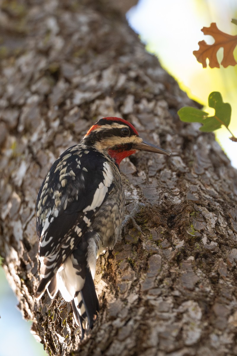 Chupasavia Nuquirrojo - ML646623794