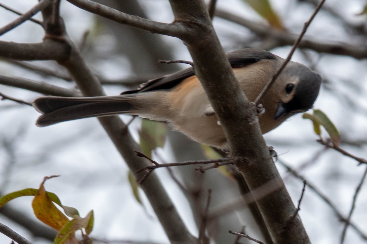Tufted Titmouse - ML646623797