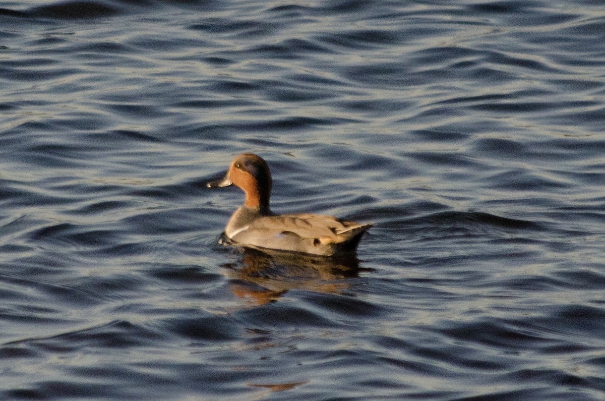 Cerceta Común - ML646623798