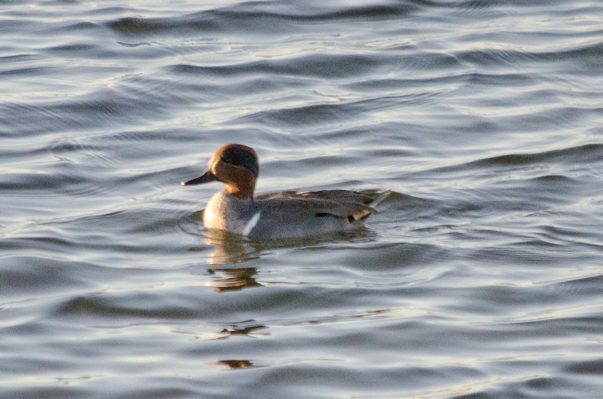 Cerceta Común - ML646623799