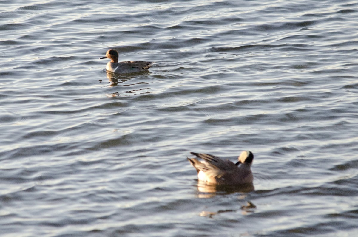 Cerceta Común - ML646623800