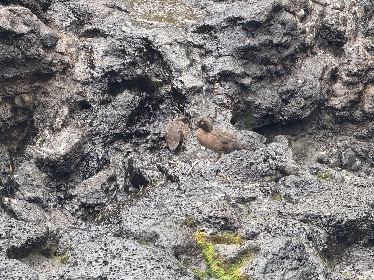 Auckland Islands Teal - ML646623804