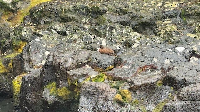 Чирянка новозеландська - ML646623805