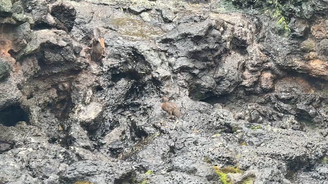 Чирянка новозеландська - ML646623806