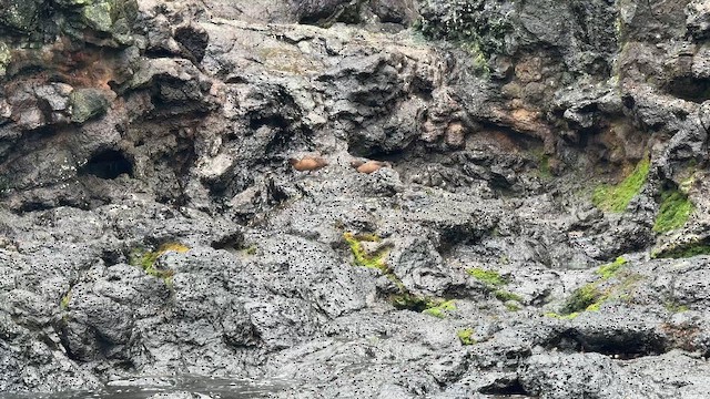 Чирянка новозеландська - ML646623807